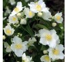 Чубушник (жасмин) Дам Бланш (Dame Blanche) С2